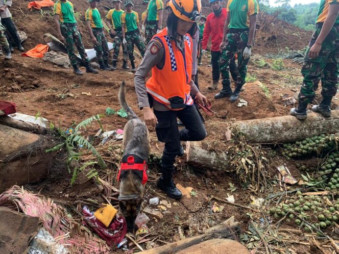 
 K9 SAR Ditpolsatwa Polri Temukan diduga Korban Tertimbun Longsor di Cianjur