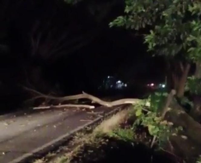 
 Pohon Tumbang Dijalan Poros Malili Sempat Hentikan Arus Lalulintas