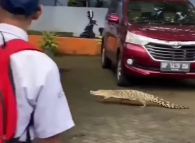 
 Buaya Masuk ke area Sekolah di Maros