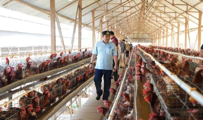 
 Kunjungi Peternakan Ayam dan Kambing di Gowa, Bahtiar: Ternyata saya belajar disini…