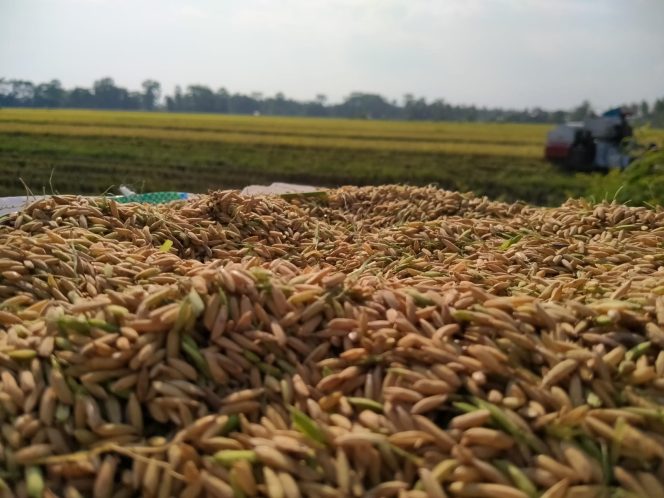 
 Harga Gabah di Kabupaten Lutim Mencapai Angka Rp 6.200/kg, Petani Berterimakasih