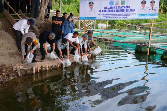 
 Di Pinrang, Pj Gubernur Sulsel Kunjungi Bangsal Pasca Panen, Tebar Benih Ikan dan Inseminasi Buatan