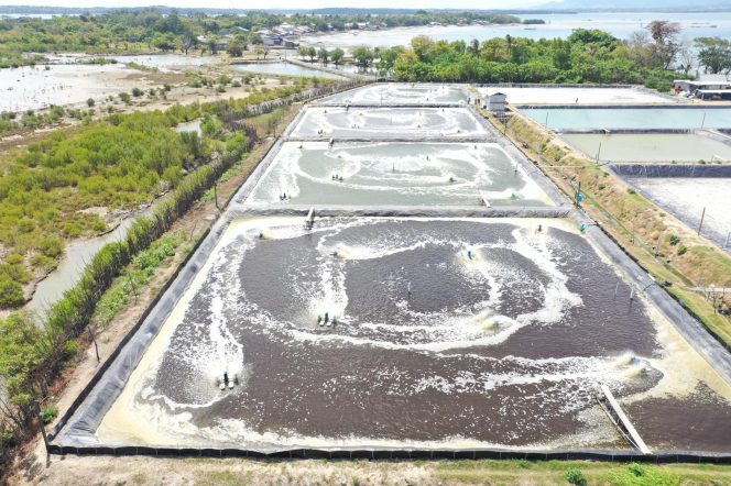 
 Tambak Udang di Sulsel Hemat Belasan Juta per Bulan Berkat Listrik Hijau PLN