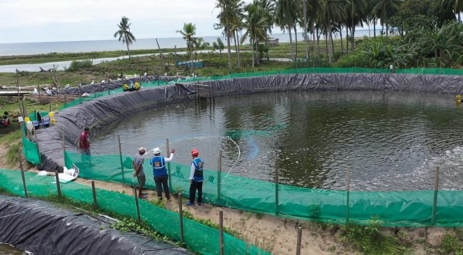 
 Tambak Udang di Sulawesi Barat Hemat Biaya Operasional 70 Persen Berkat Listrik Hijau PLN